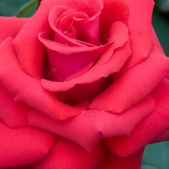 Roșu - Trandafiri - Grande Amore ® - 